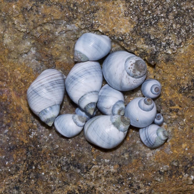 Austrolittorina unifasciata