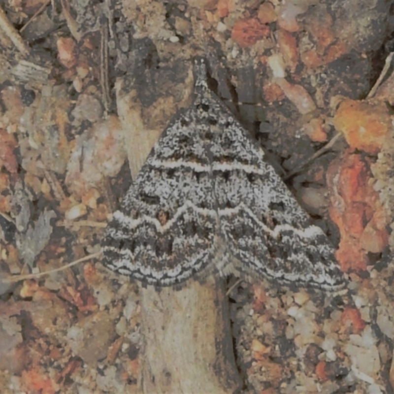 Dichromodes explanata