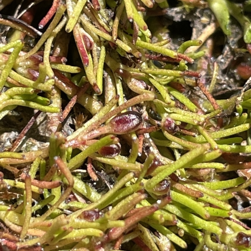 Myriophyllum lophatum/pedunculatum