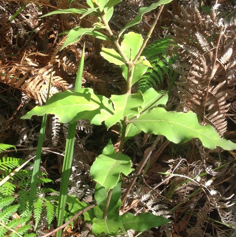 Notelaea sp.