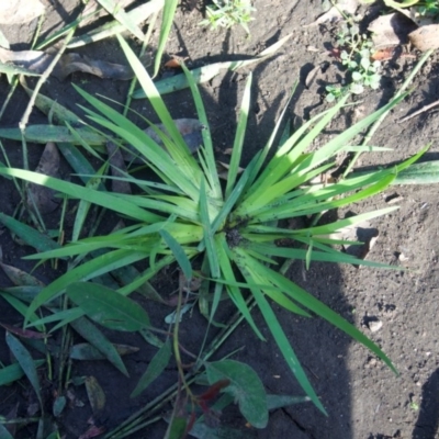 Sisyrinchium sp.