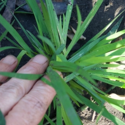 Sisyrinchium sp.