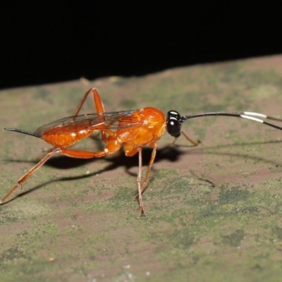 Stiromesostenus sp. (genus)