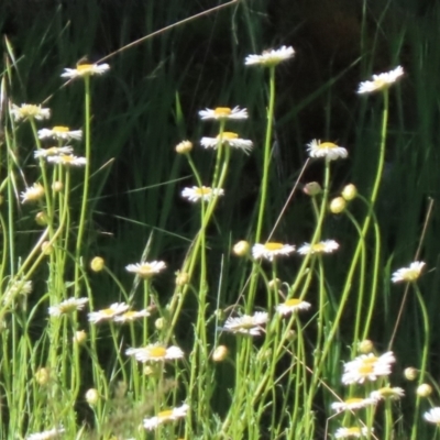 Brachyscome diversifolia var. dissecta