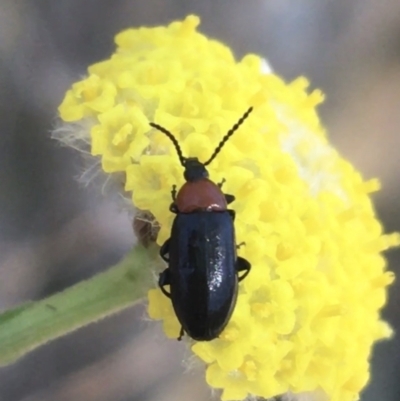 Atoichus sp. (genus)
