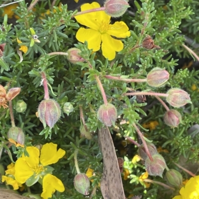 Hibbertia porcata