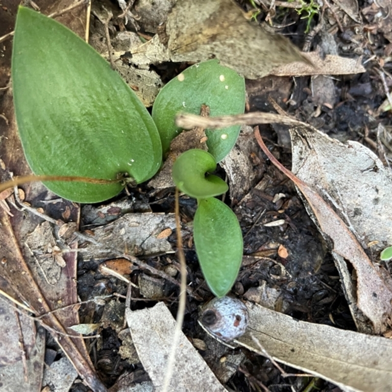 Eriochilus sp.