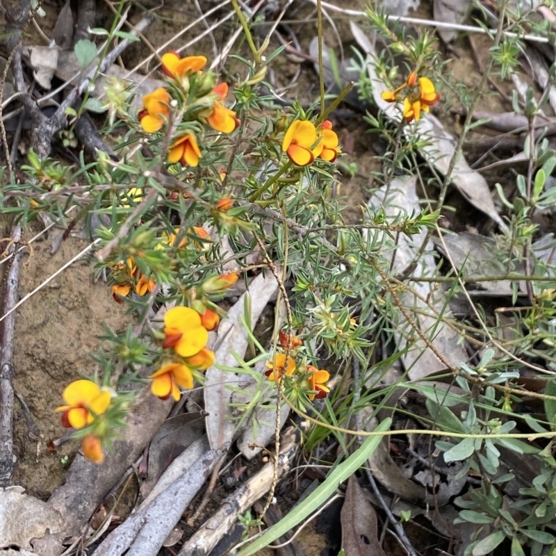 Pultenaea juniperina