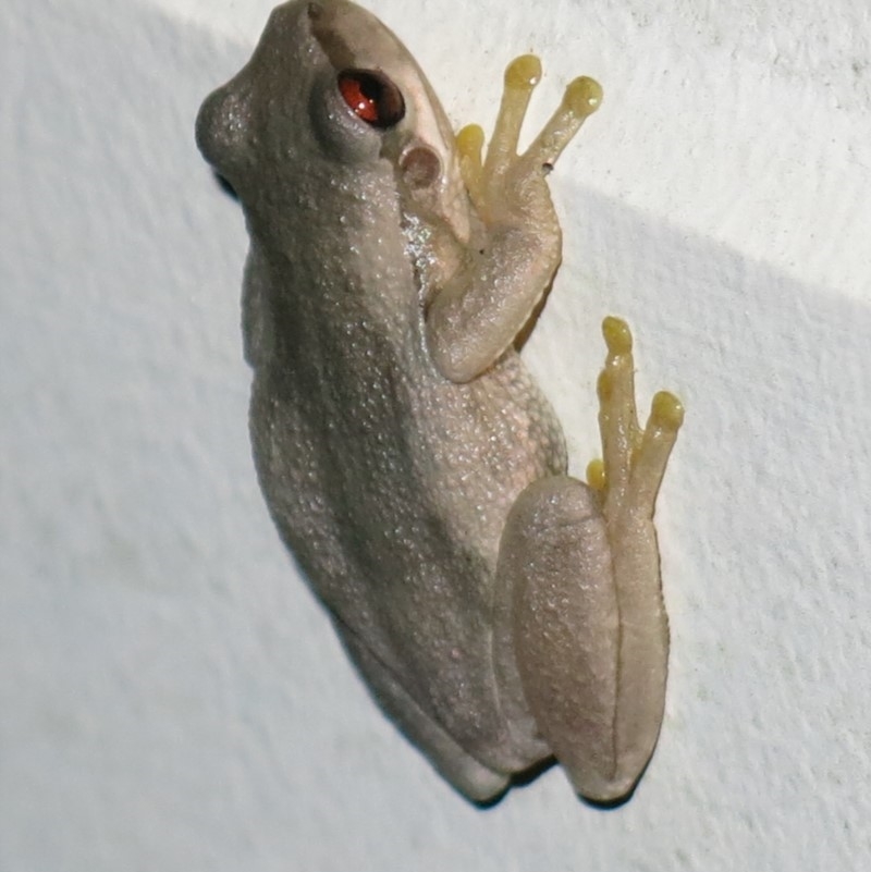 Litoria quiritatus