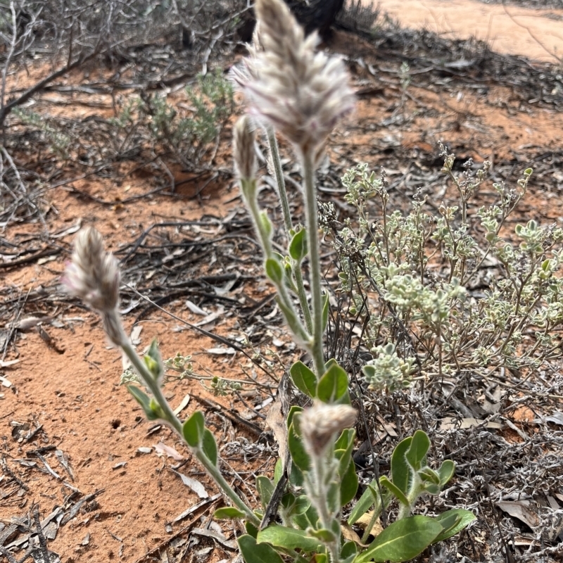 Ptilotus exaltatus