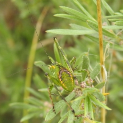 Chlorodectes sp. (genus)