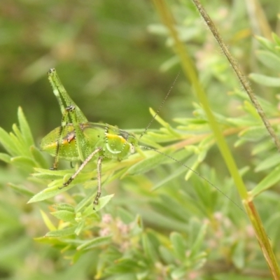 Chlorodectes sp. (genus)