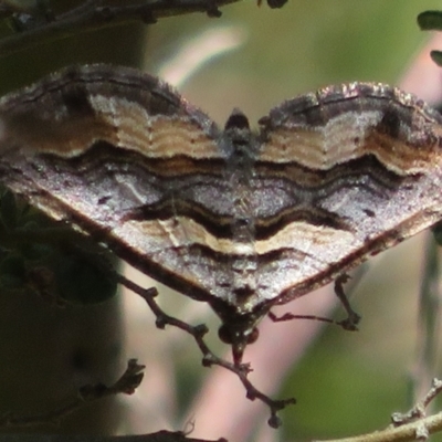 Melitulias oriadelpha