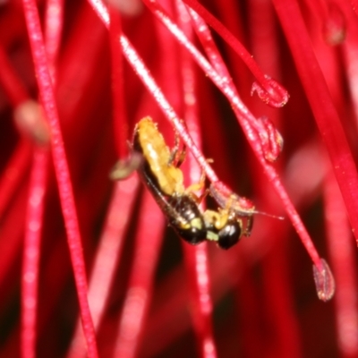 Euryglossina (Euryglossina) flaviventris