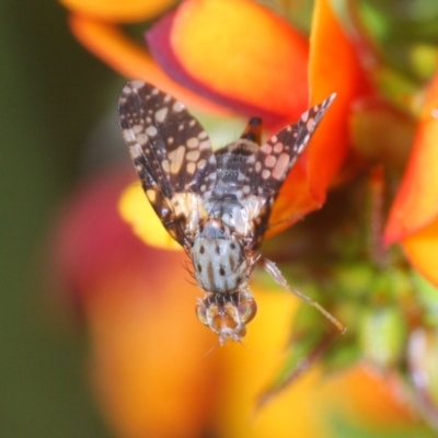 Austrotephritis fuscata