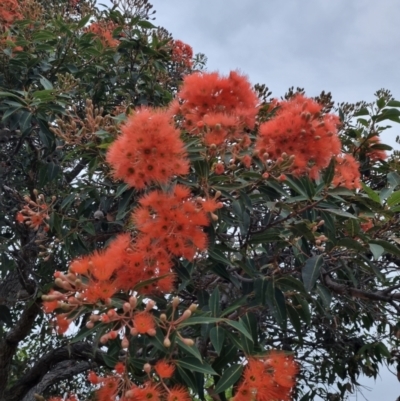 Corymbia ficifolia