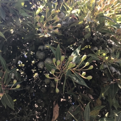 Corymbia ficifolia