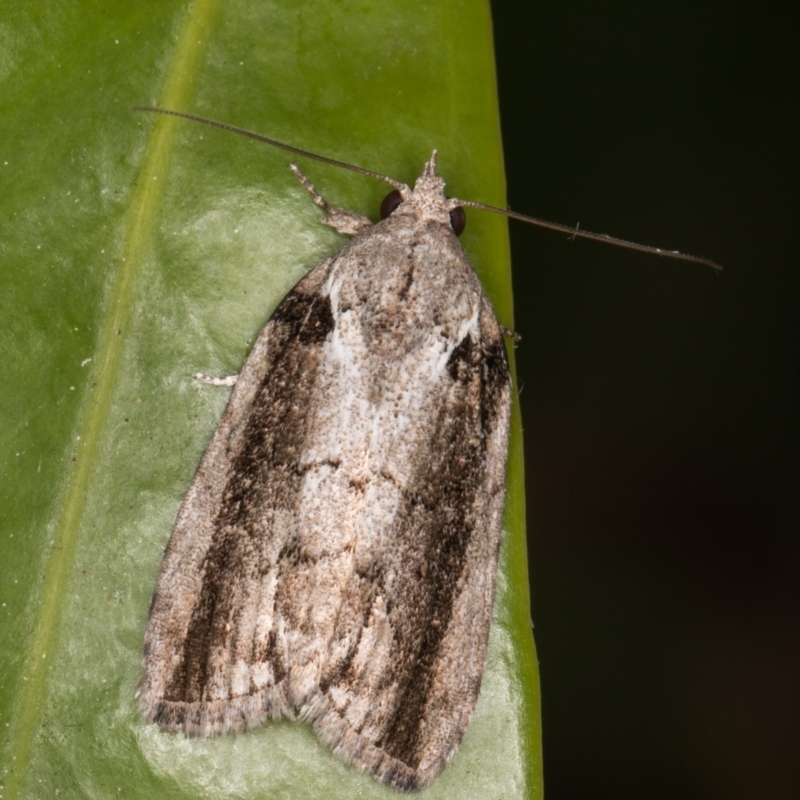 Etanna clopaea