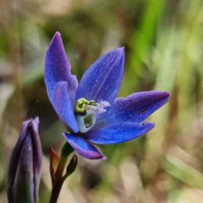 Thelymitra planicola