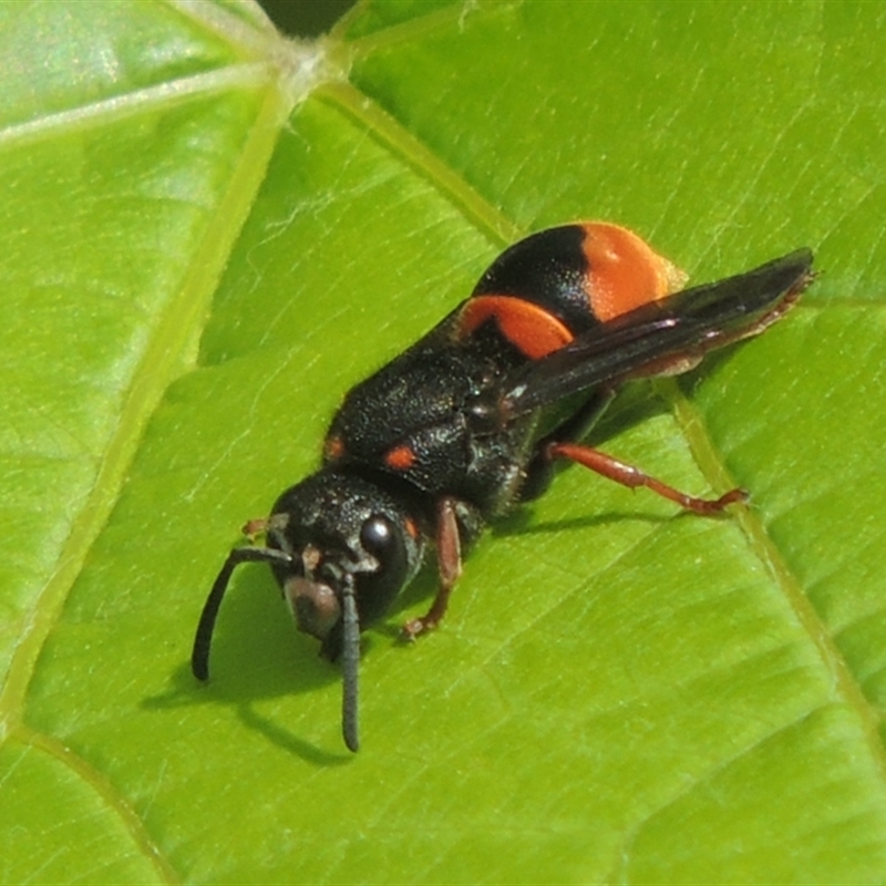 Paralastor sp. (genus)