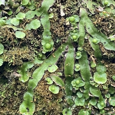 Asterella sp. (genus)