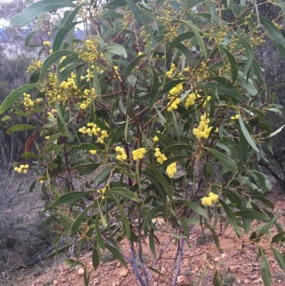 Acacia pycnantha