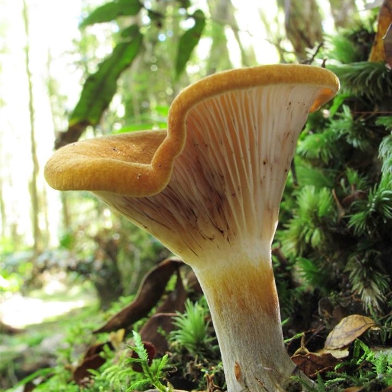 Austropaxillus sp.