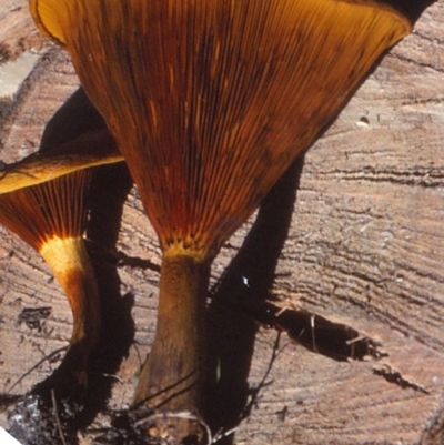 Austropaxillus sp.