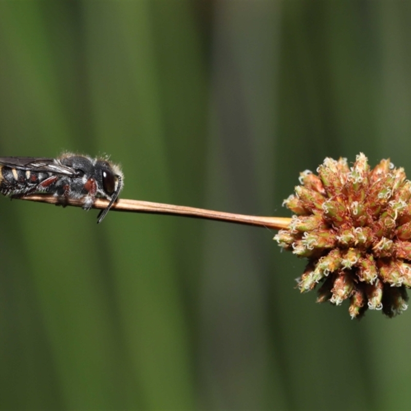 Megachile leucopyga