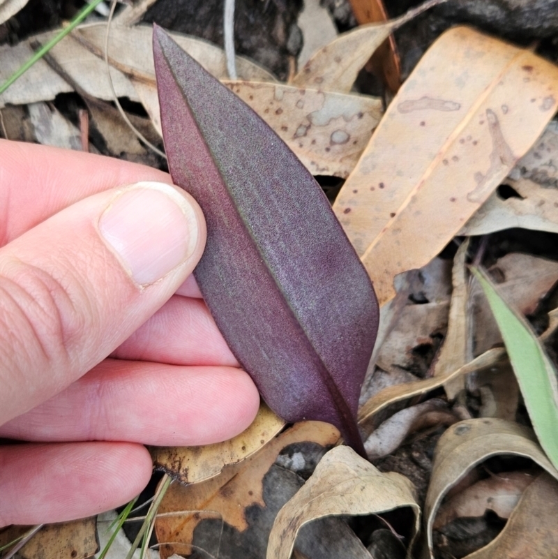 Cryptostylis sp.