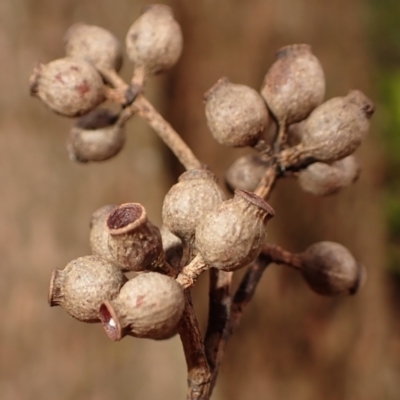 Eucalyptus piperita subsp. urceolaris