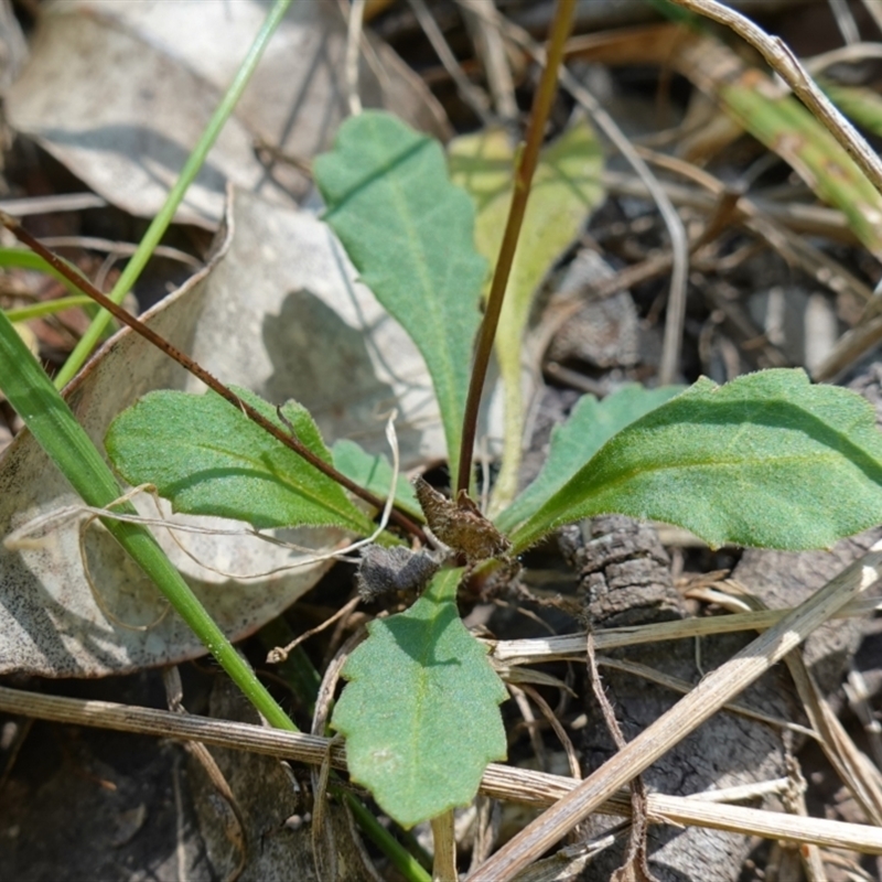 Lagenophora sp.