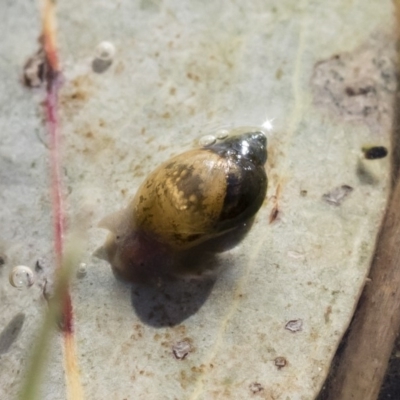 Austropeplea sp. (genus)