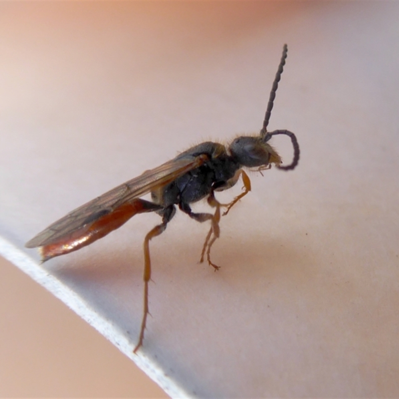 Tachynomyia sp. (genus)