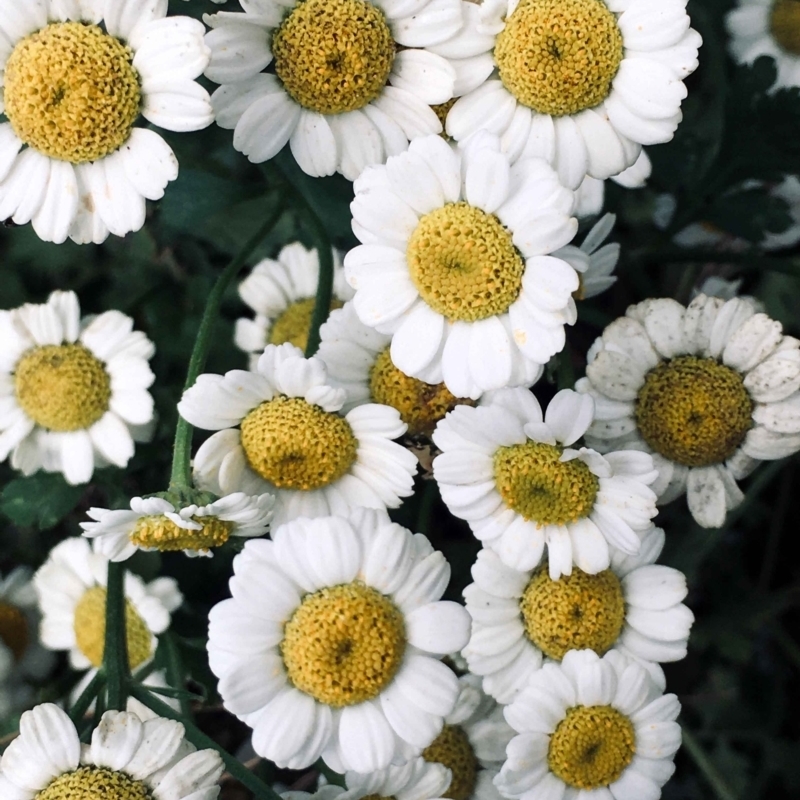 Tanacetum parthenium