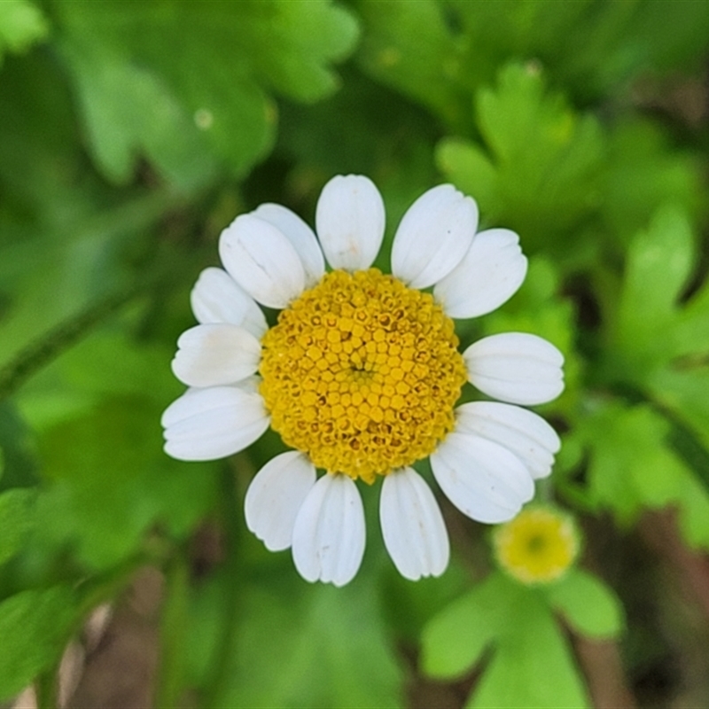 Tanacetum parthenium