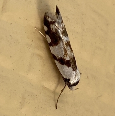 Oxythecta alternella