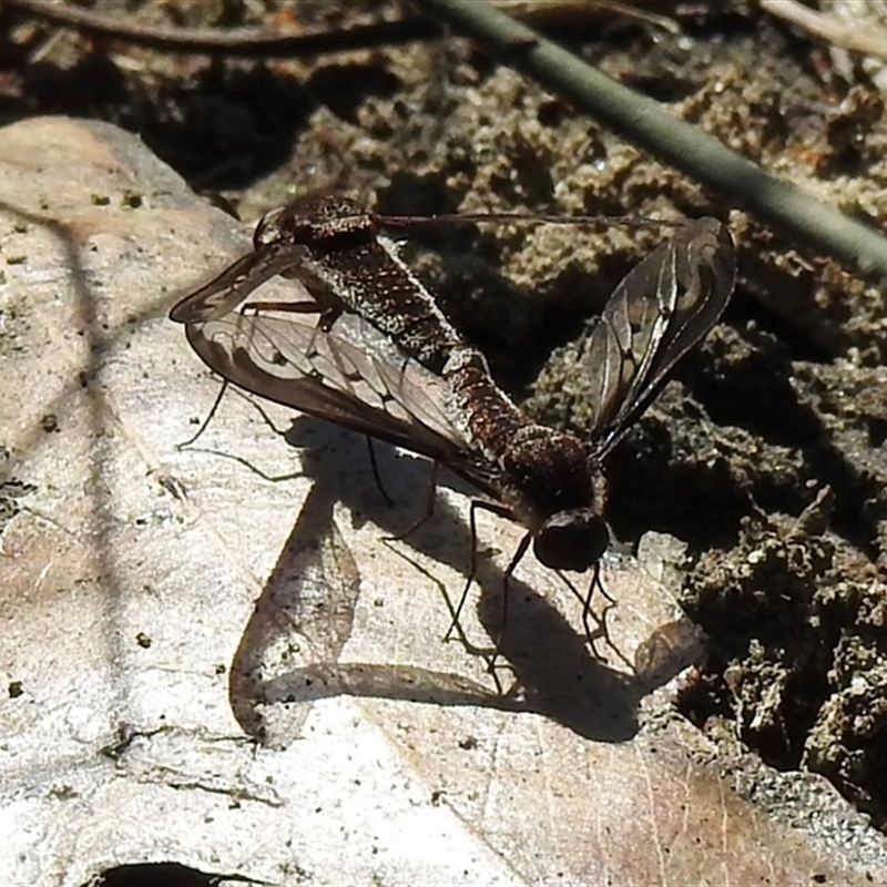 Aleucosia calophthalma