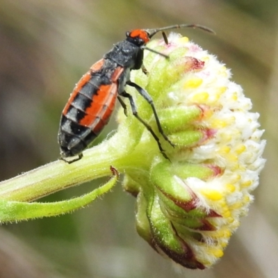 Melanerythrus mutilatus