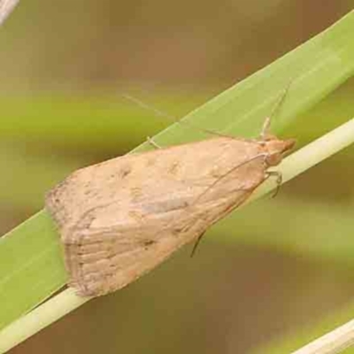 Achyra (genus)
