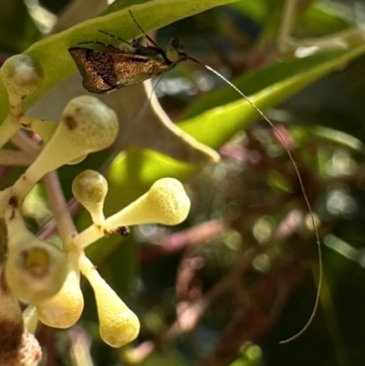 Nemophora laurella