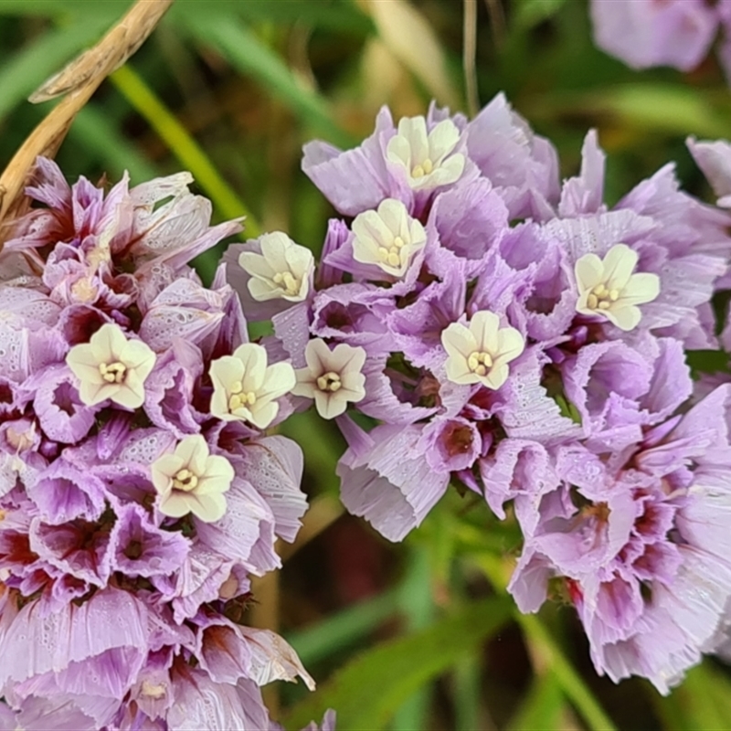 Limonium sinuatum