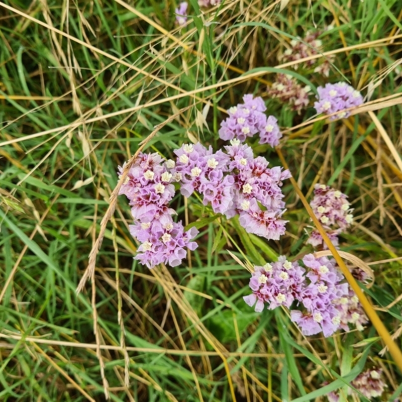 Limonium sinuatum