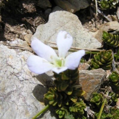 Veronica densifolia