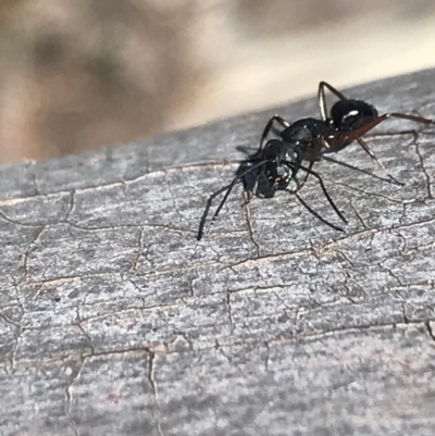 Camponotus hartogi