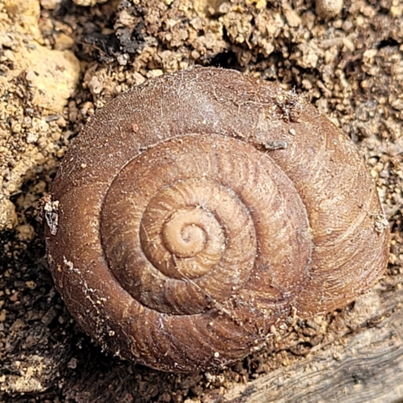 Pommerhelix sp. (genus)