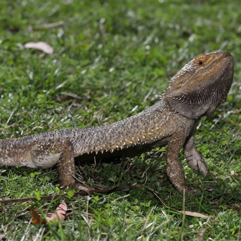 Pogona vitticeps