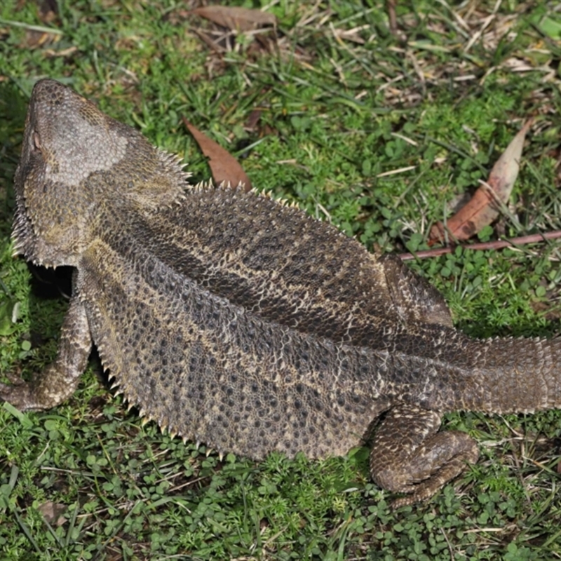 Pogona vitticeps