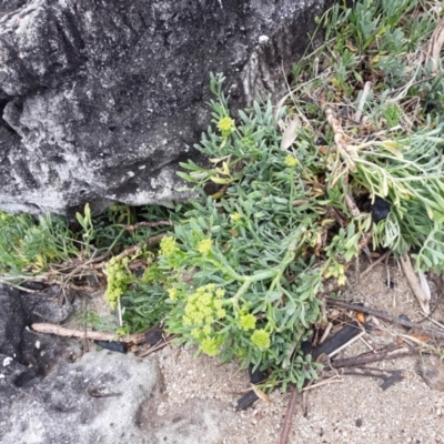 Crithmum maritimum