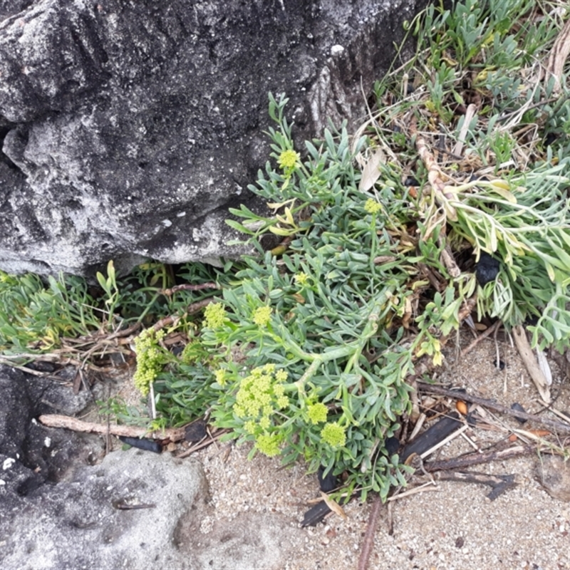 Crithmum maritimum